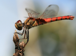 Fly away… Living frugally for financially freedom