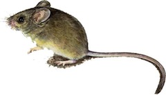 Hunt for tiny prey with Aberforth Smaller Companies Trust