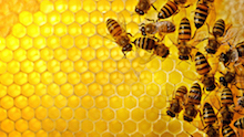 Picture of a beehive to illustrate the over-crowded nature of UK houses and workers