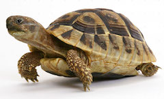 Slow coach: The Innovative Finance ISA has been delayed