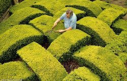 A man doing some hedging.