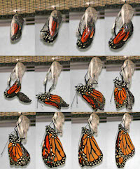 An image of a butterfly emerging from its chrysalis.