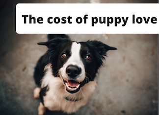 Dogs and financial independence illustration of a happy dog