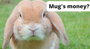 A picture of a bunny to illustrate going down the DeFi rabbit hole