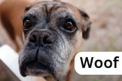 Old dog, old tricks post image